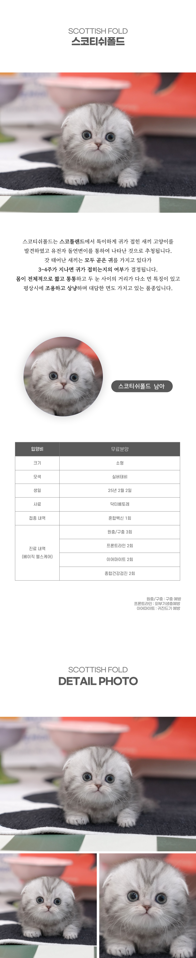 스코티쉬폴드_상세이미지_2