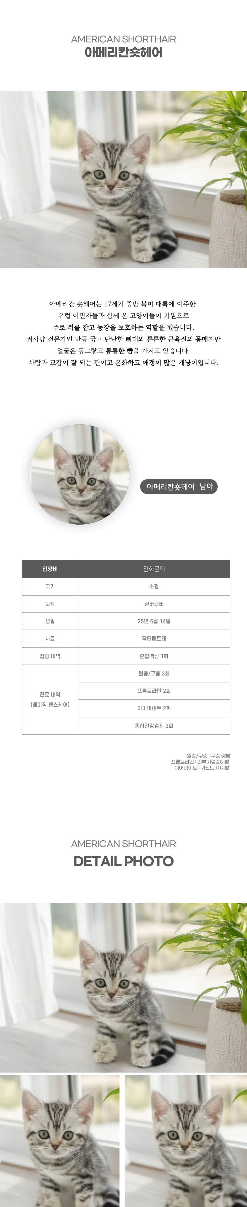 아메리칸숏헤어_상세이미지_2
