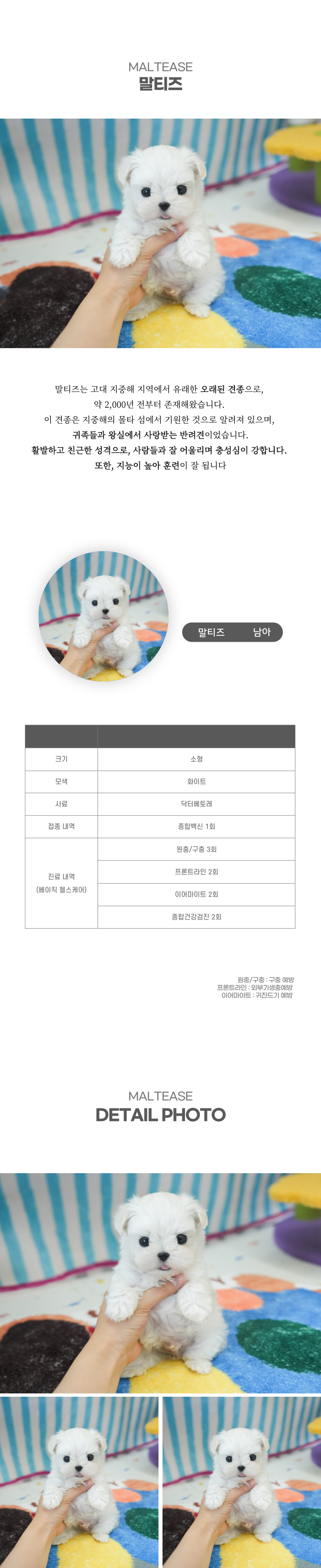 말티즈_상세이미지_2