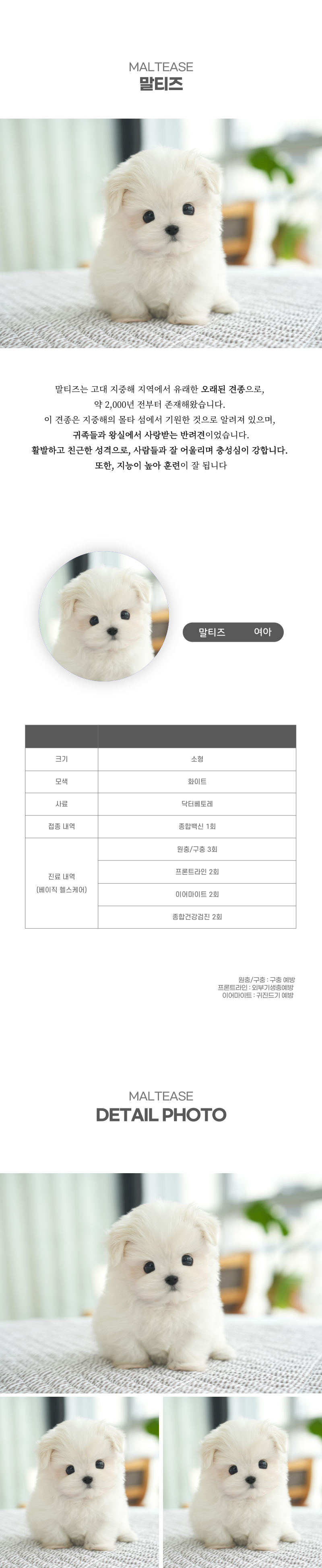 말티즈_상세이미지_2