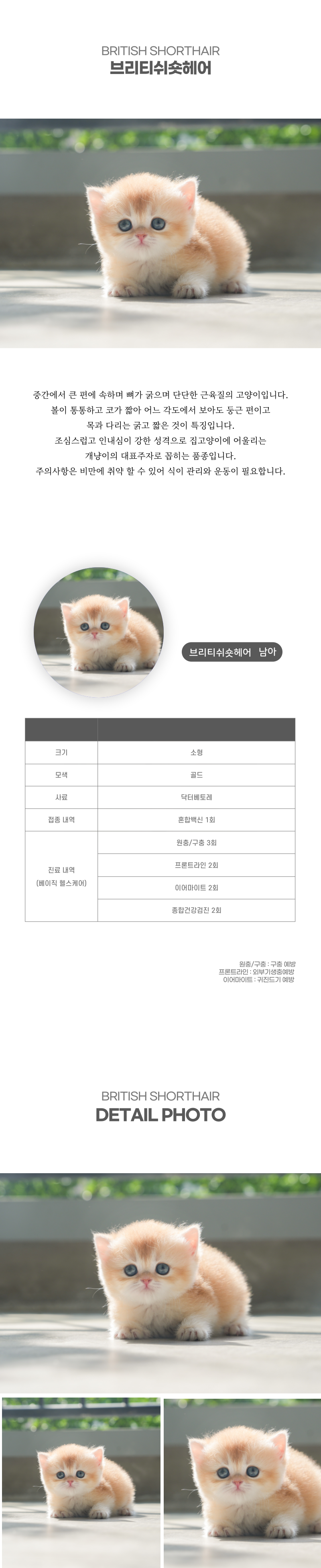 브리티쉬숏헤어_상세이미지_2