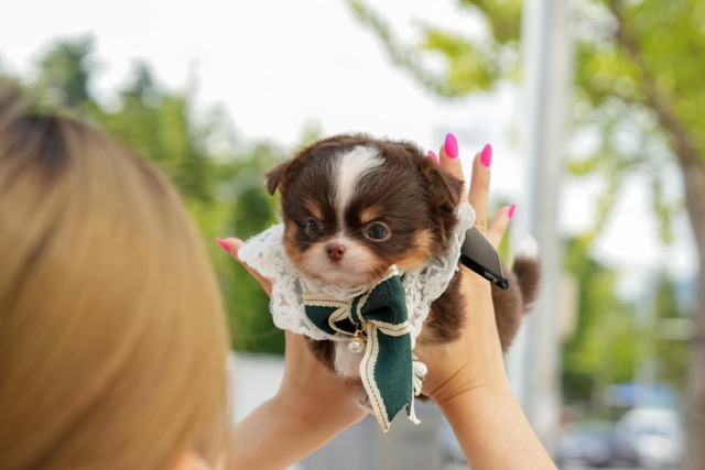 치와와(수) 중간.jpeg
