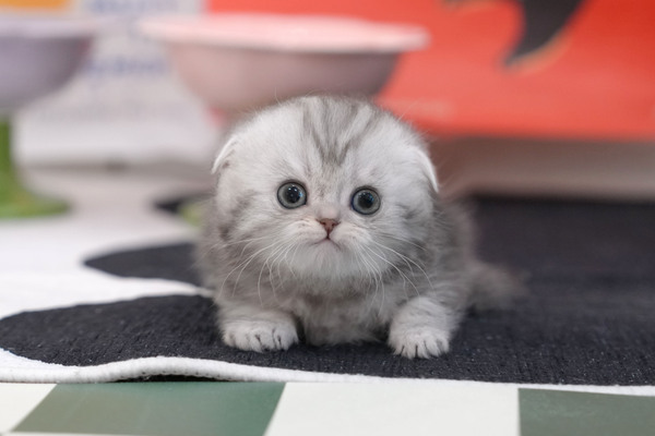폴드_무료_여_냥이양이(0)_실버태비.jpg