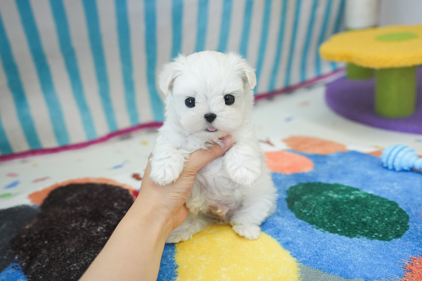 말티즈_남아_v도담도담켄넬_130620 복사 35.jpg