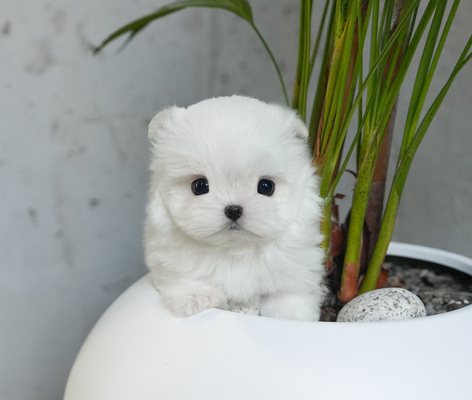 말티즈_남아_박길진_310330_75.jpg