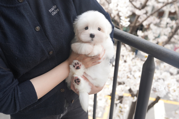 꼬똥_남아_글로리폭스_0403210.jpg