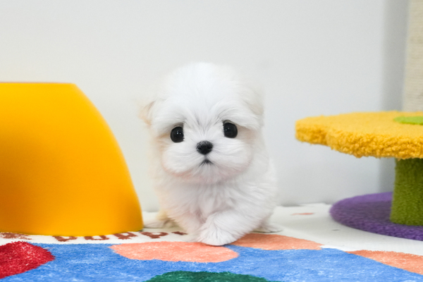 말티즈_남아_꽃님이네_880128.jpg