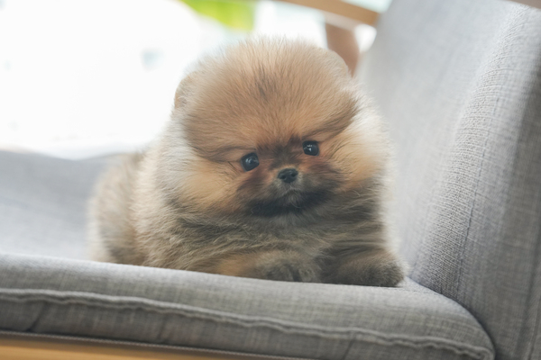 포메_여아_뭉치켄넬2_720130.jpg