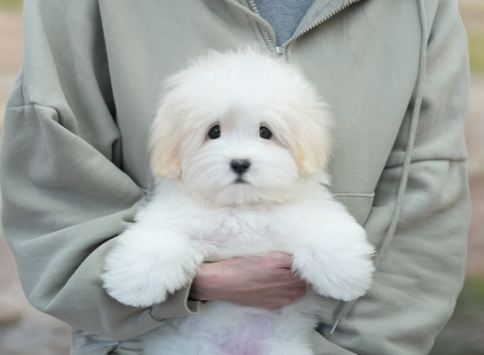 꼬똥_여아_코튼하우스_2301160 복사.jpg