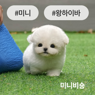 미유펫경기_분양정보_섹션1_1