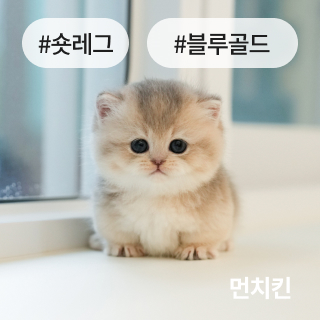 미유펫경기_분양정보_섹션1_2