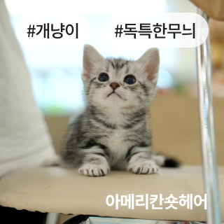 미유펫경기_분양정보_섹션1_4