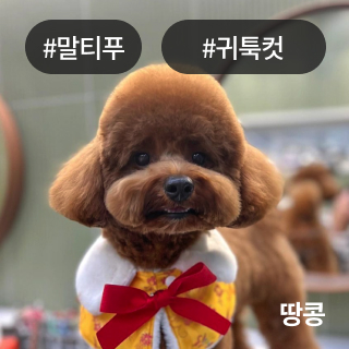 미유펫경기_미용실_섹션1_3