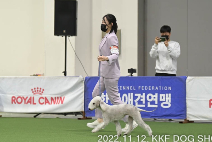 미유펫경기_미용실_섹션2_2