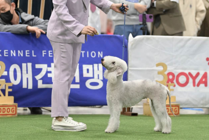 미유펫경기_미용실_섹션2_4